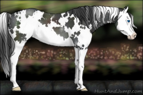 Horse Color:White Spotted Black Splash Appaloosa