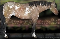 Horse Color:White Spotted Brown Ice Dun Sabino 