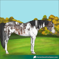 Horse Color:White Spotted Brown Ice