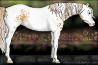 Horse Color:White Spotted Palomino Splash Tobiano Snowflake Varnish