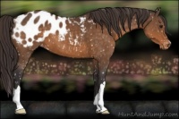Horse Color:Buckskin Appaloosa 