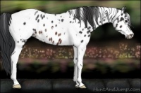 Horse Color:White Spotted Brown Ice Tobiano Appaloosa 