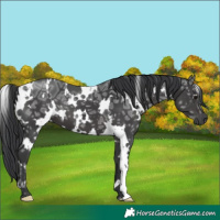 Horse Color:White Spotted Black Ice 