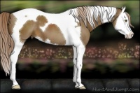 Horse Color:Chocolate Palomino Splash Tobiano 