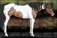 Horse Color:Bay Ice Tobiano Appaloosa 