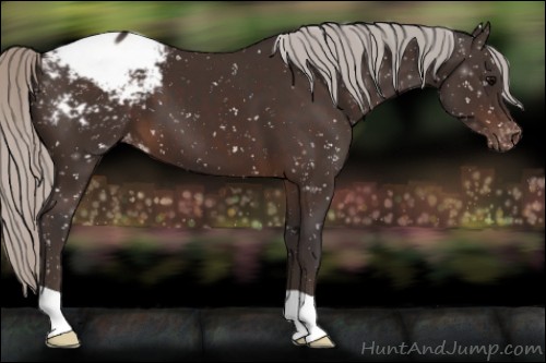Horse Color:Silver Brown Appaloosa 