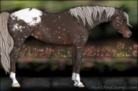 Horse Color:Silver Brown Appaloosa 