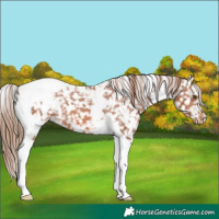 Horse Color:White Spotted Chestnut Tobiano Snowflake Varnish