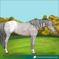 Horse Color:Liver Chestnut Ice Appaloosa