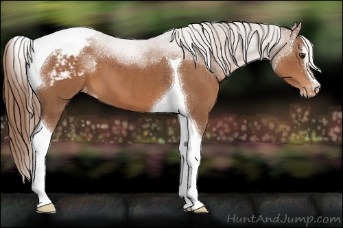 Horse Color:Chestnut Sabino Tobiano Appaloosa