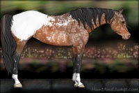 Horse Color:Bay Ice Appaloosa