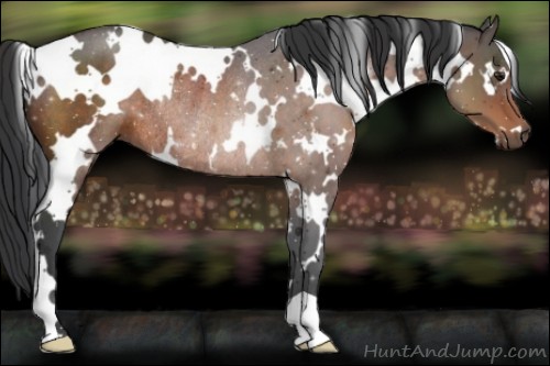 Horse Color:White Spotted Brown Rabicano 