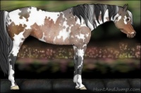 Horse Color:White Spotted Brown Rabicano