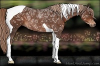 Horse Color:Liver Chestnut Ice Tobiano Rabicano