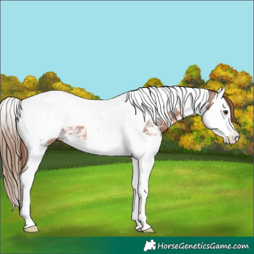 Horse Color:Chestnut Sabino Splash Tobiano Snowcap