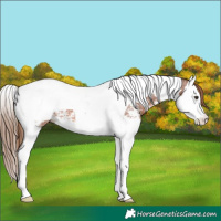 Horse Color:Chestnut Sabino Splash Tobiano Snowcap