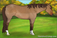 Horse Color:Gray Red Dun 