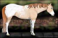 Horse Color:Buckskin Pearl Sabino Snowcap 