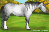 Horse Color:Gray Black 