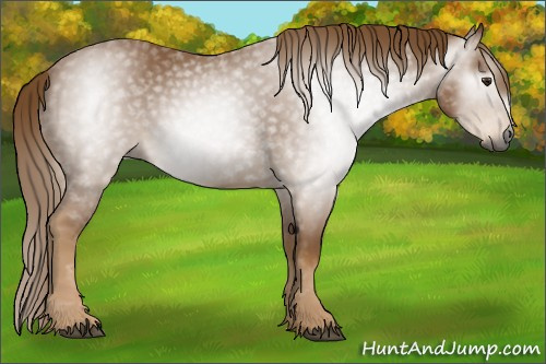 Horse Color:Gray Chestnut 
