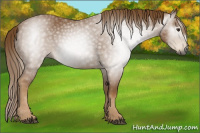 Horse Color:Gray Chestnut 