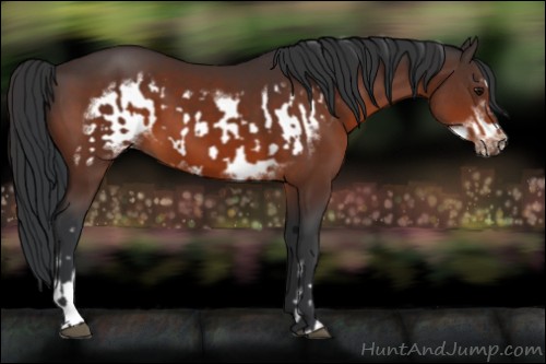 Horse Color:Bay Frame  and Bay Frame 