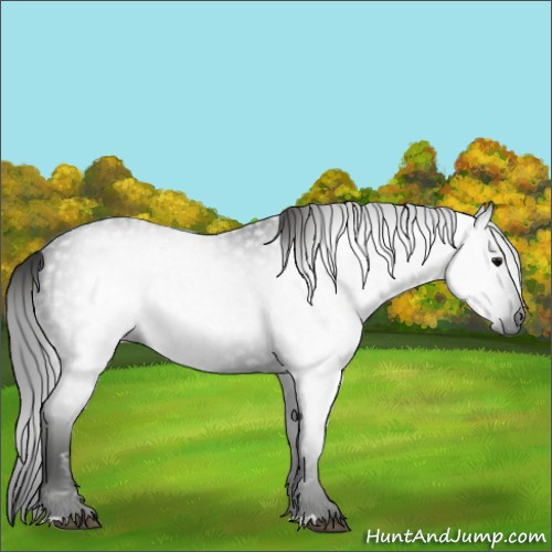Horse Color:Gray Smoky Black 