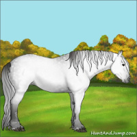 Horse Color:Gray Smoky Black 