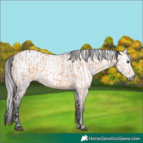 Horse Color:Bay Dun  and Gray Bay Dun 