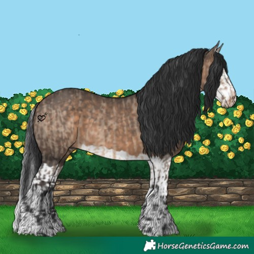 Horse Color:Brown Dun and Brown Dun Splash