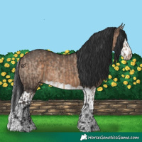 Horse Color:Brown Dun  and Brown Dun Splash 