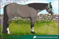 Horse Color:Smoky Grullo