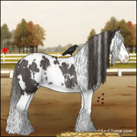 Horse Color:White Spotted Smoky Black Splash Rabicano 