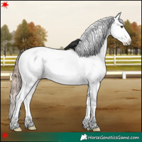 Horse Color:White Spotted Chestnut Splash Appaloosa 