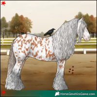 Horse Color:White Spotted Bay Appaloosa 