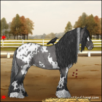Horse Color:White Spotted Blue Roan Blanket 