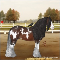 Horse Color:White Spotted Bay Splash Appaloosa