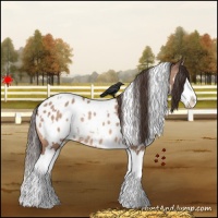 Horse Color:White Spotted Amber Champagne Splash Appaloosa 