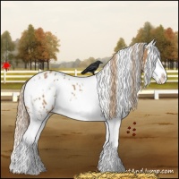 Horse Color:White Spotted Chestnut Splash Appaloosa