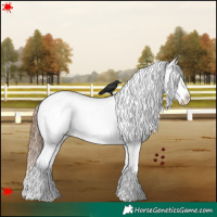 Horse Color:White Spotted Bay Appaloosa