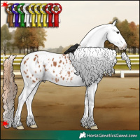 Horse Color:White Spotted Bay Appaloosa 