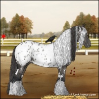 Horse Color:White Spotted Grullo Appaloosa