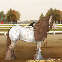 Horse Color:Red Dun Appaloosa 
