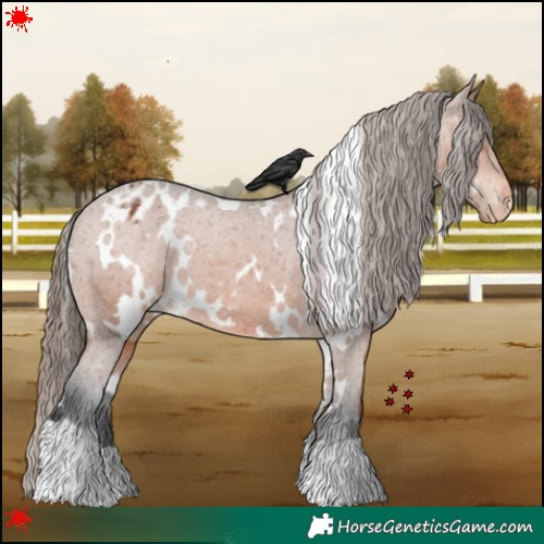 Horse Color:White Spotted Bay Appaloosa 