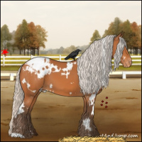 Horse Color:White Spotted Silver Bay Appaloosa 