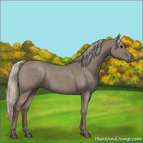Horse Color:Silver Grullo Roan 