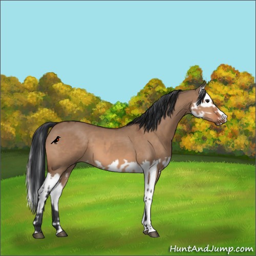Horse Color:Bay Dun and Bay Dun Splash