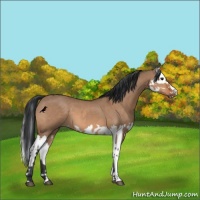 Horse Color:Bay Dun  and Bay Dun Splash 