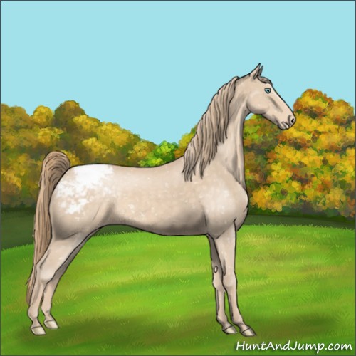 Horse Color:Perlino Appaloosa 