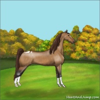 Horse Color:Buckskin Dun Blanket 
